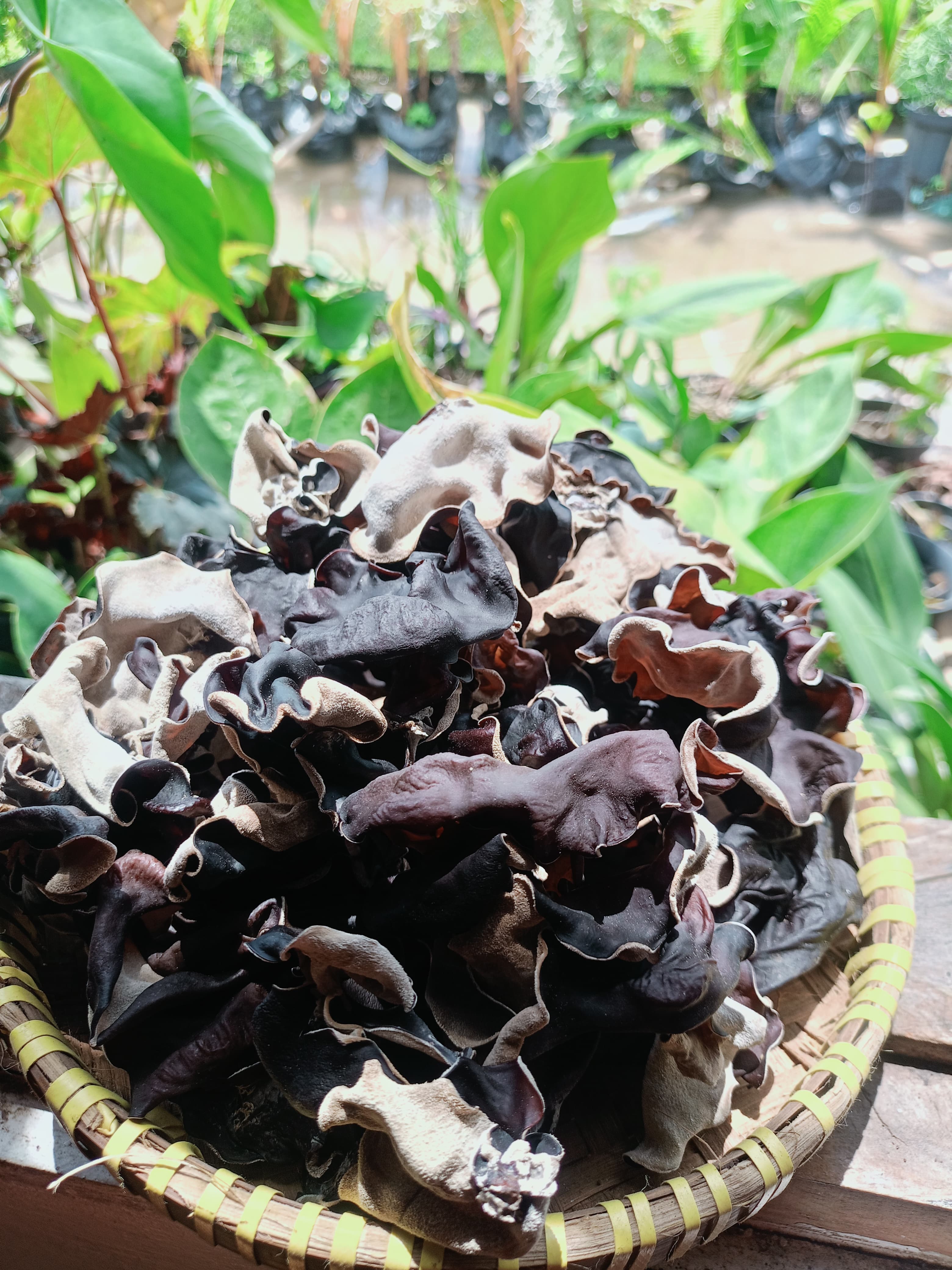 Jamur kuping Kering Premium