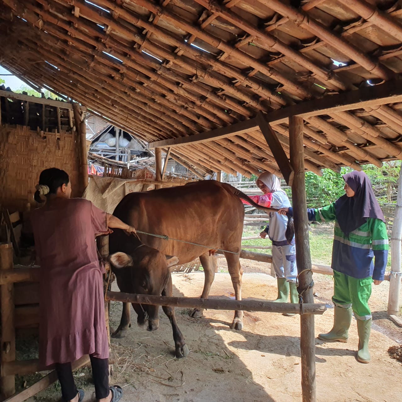 Gambar: Dukung Swasembada Daging, Mahasiswa Polbangtan Yoma Lakukan IB di Rembang