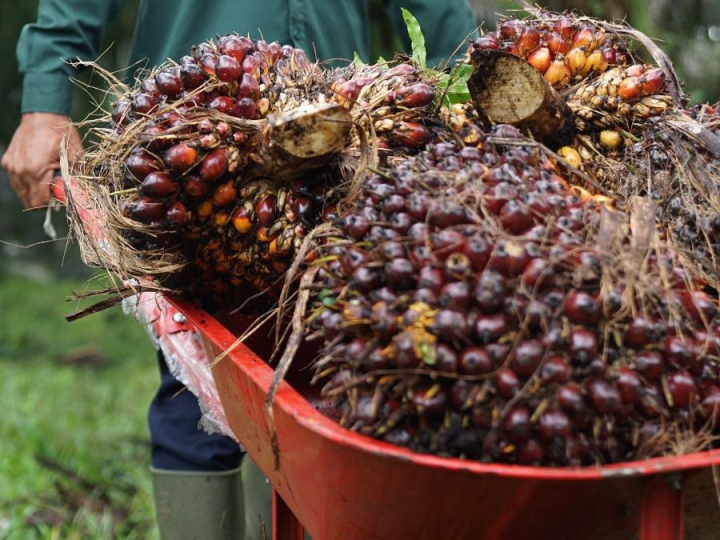 Gambar: Kementan Pastikan Produksi CPO 2026 Aman untuk Pasokan Minyak Goreng Jelang Idulfitri 1447 H